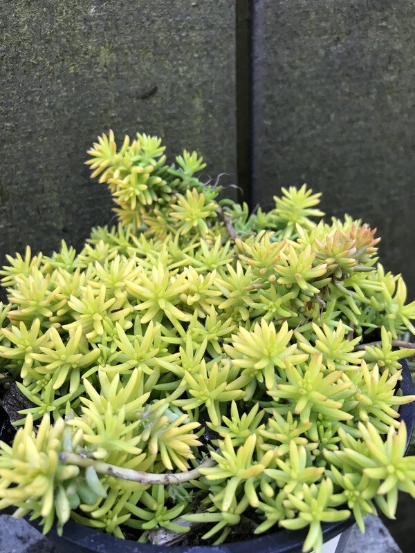 Sedum &#39;Sunsparkler Angelina&#39;s Teacup&#39; QT