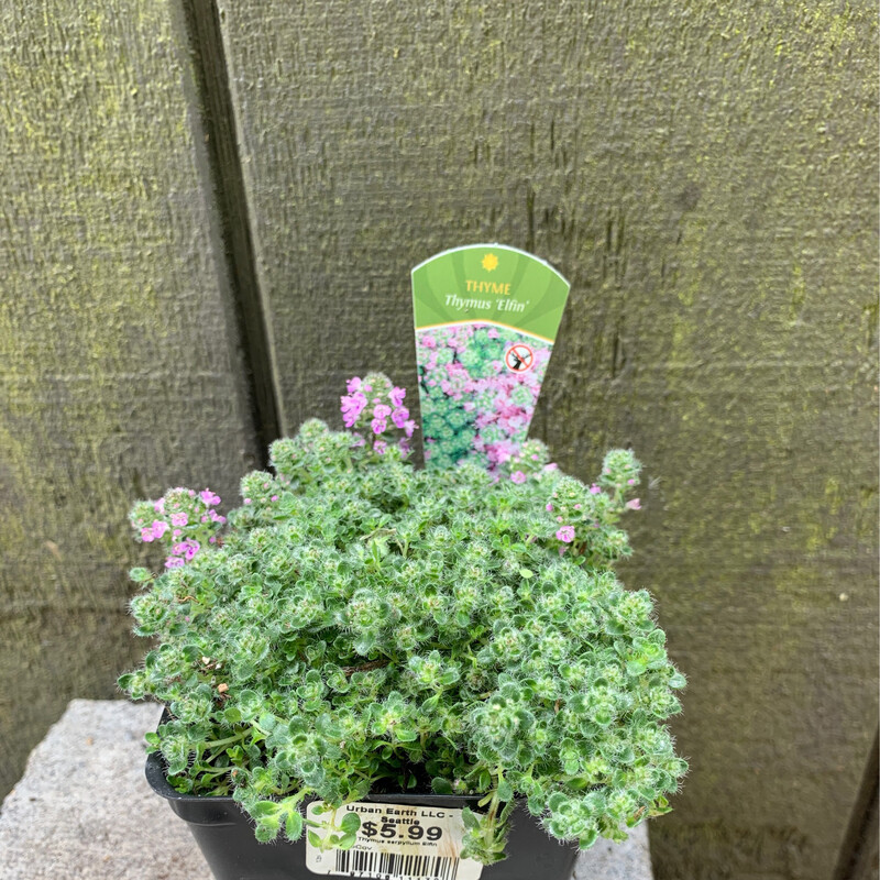 Thyme - Elfin, Thymus serpyllum 4&quot;