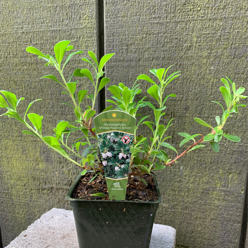 Kinnikinnick, Arctostaphylos uva-ursi &#39;Massachusetts&#39; 4&quot;