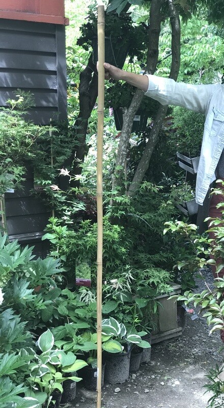 Bamboo Pole