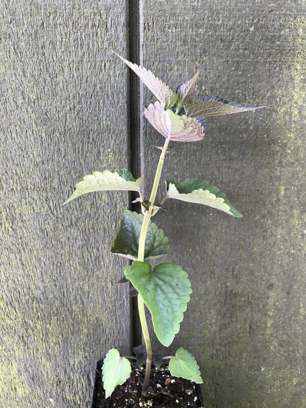 Anise Hyssop, Agastache foeniculum 4&quot;