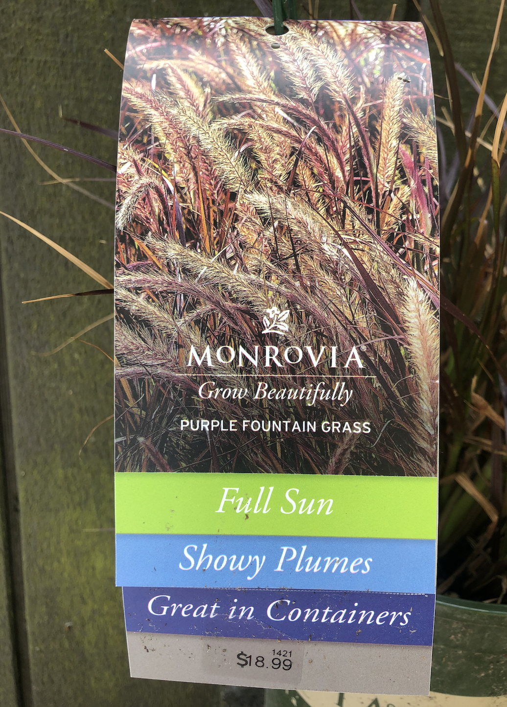 Grass - Purple Fountain, Pennisetum s. &#39;Rubrum&#39; 1gal