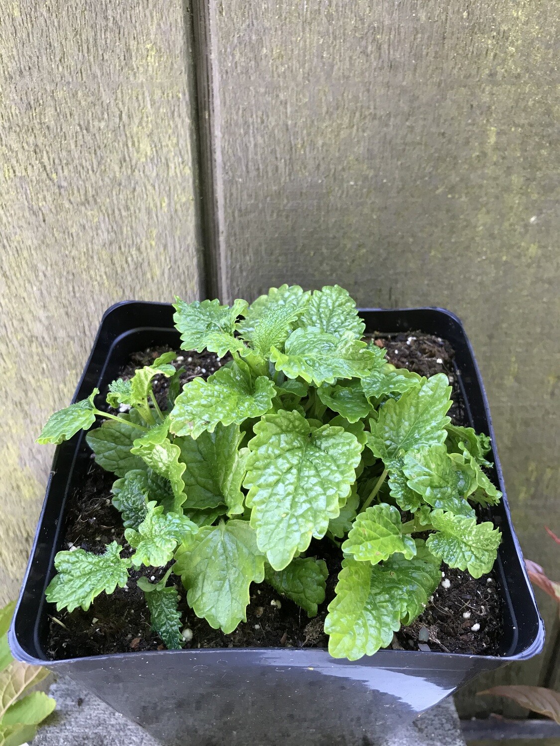 Lemon Balm 4&quot;
