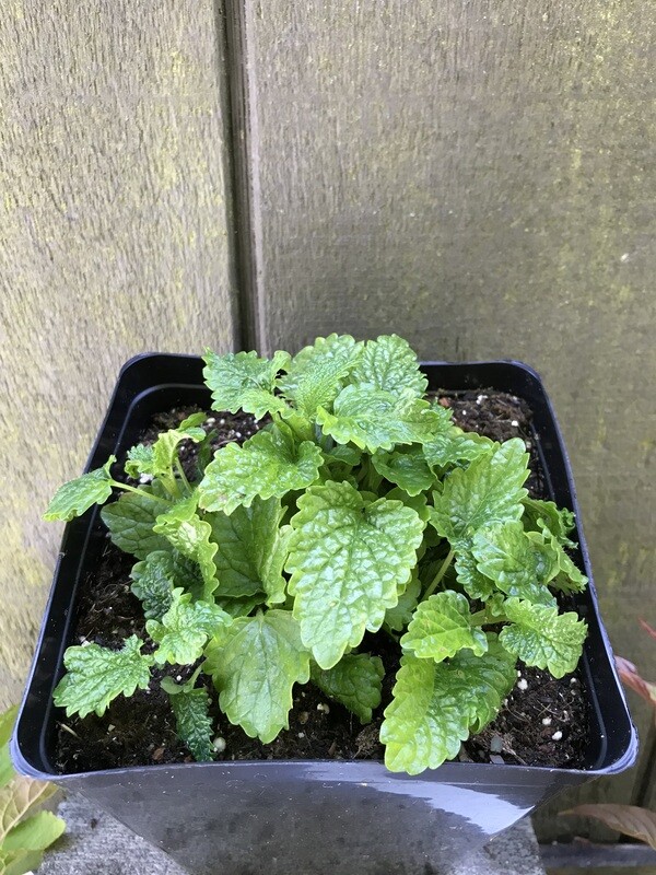 Lemon Balm 4&quot;