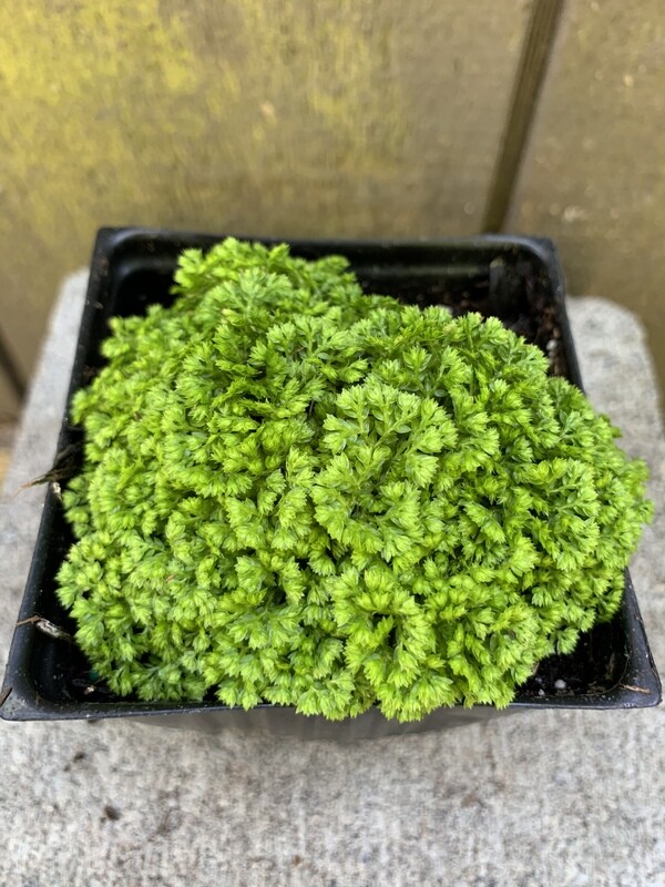 Spike Moss, Seleginella krauss. &#39;Brownii &#39;4&quot;