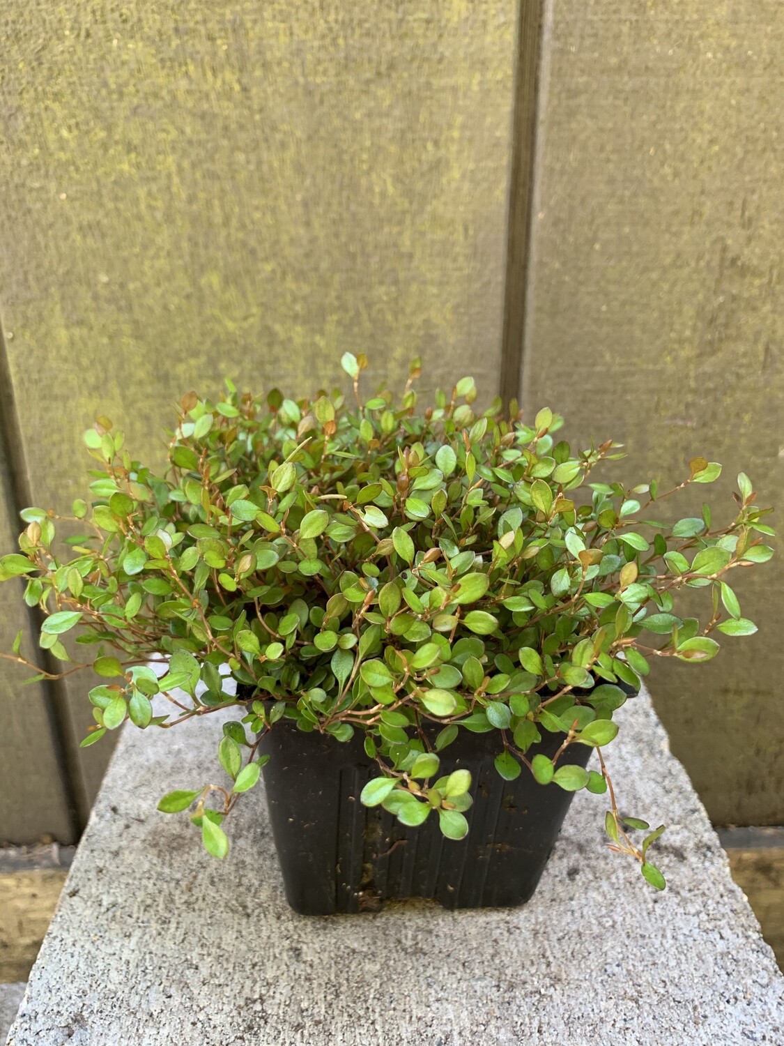 Dwarf Wire Vine, Muehlenbeckia axillaria &#39;Nana&#39; 4&quot;