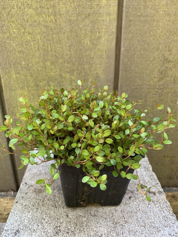 Dwarf Wire Vine, Muehlenbeckia axillaria &#39;Nana&#39; 4&quot;