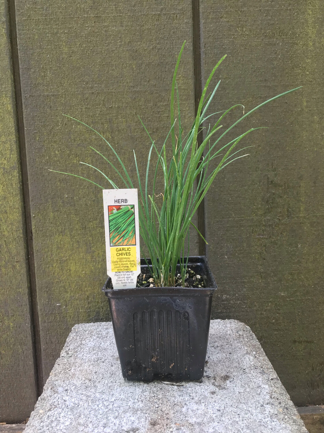 Chives, Garlic 4&quot;