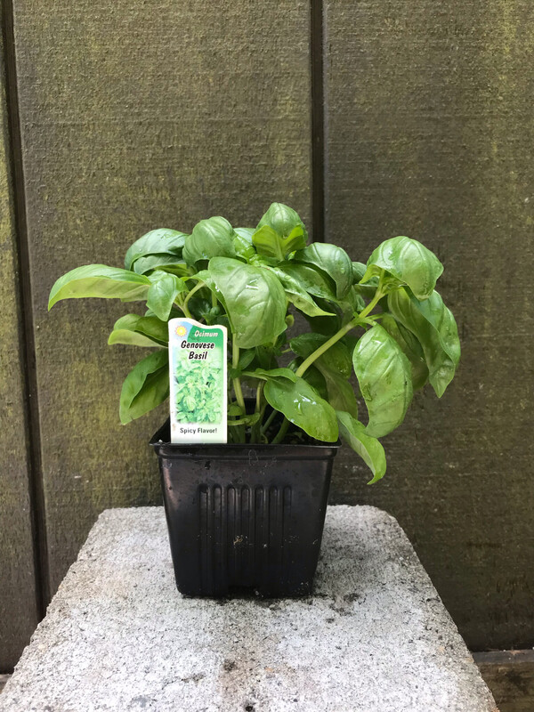 Basil &#39;Genovese&#39; 4&quot;