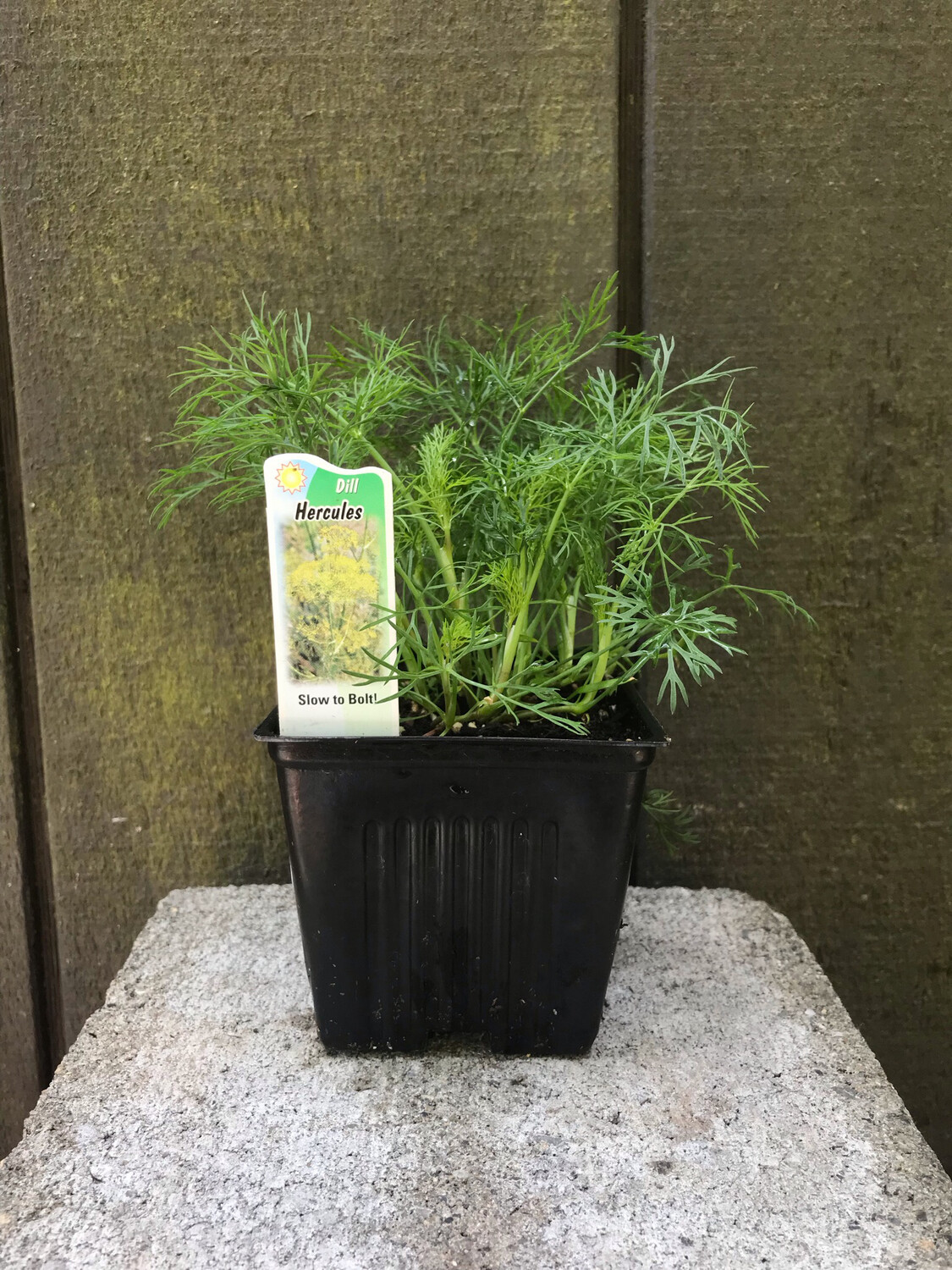 Dill &#39;Hercules&#39; 4&quot;