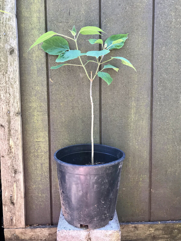 Harlequin Glorybower, Clerodendron trichotomum 2gal