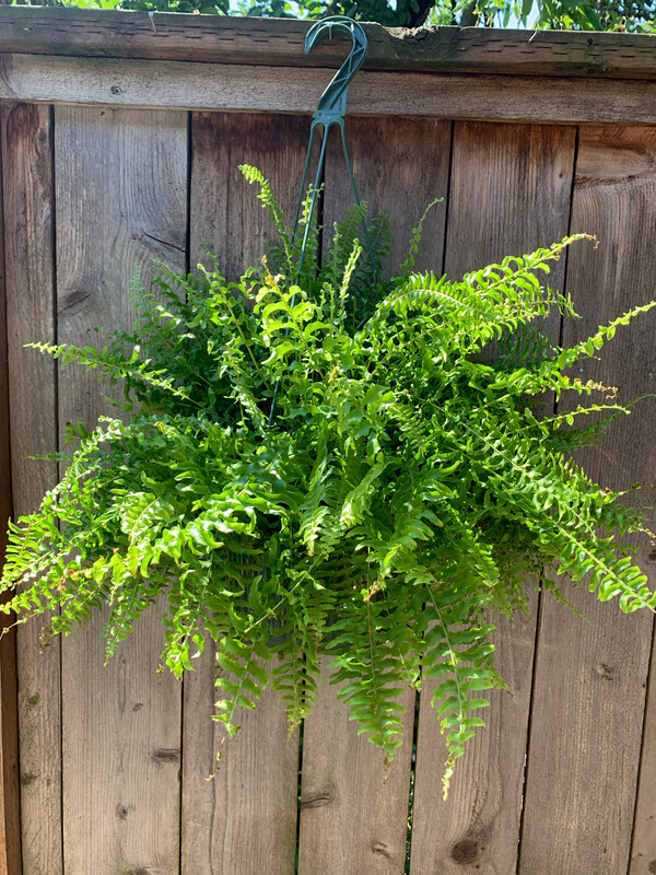Fern - Boston, Nephrolepis exaltata 10&quot;