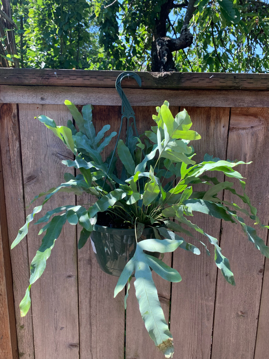 Blue Star Fern, Phlebodium aureum 8&quot;