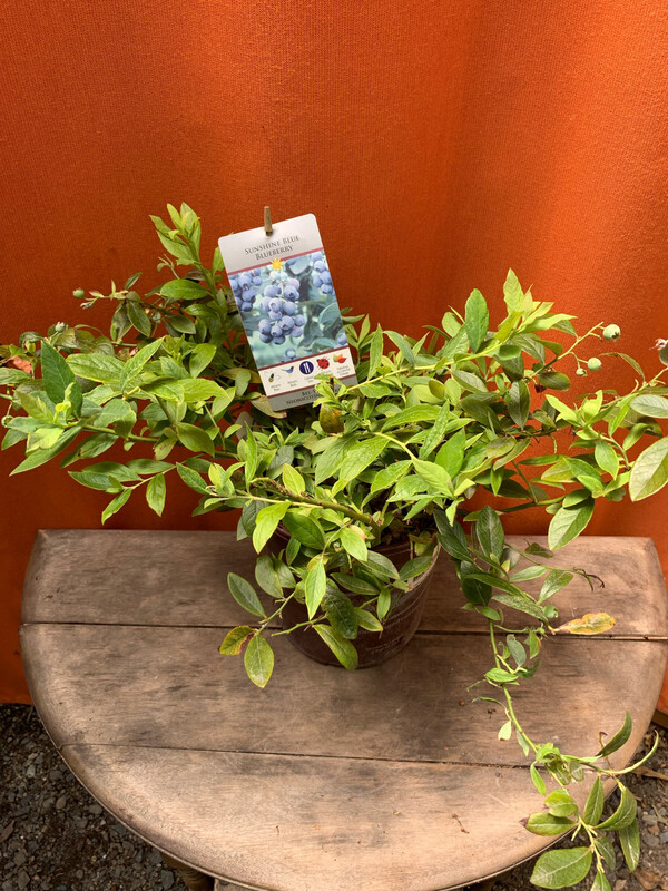 Blueberry - Evergreen, Vaccinium &#39;Sunshine Blue&#39; 1gal