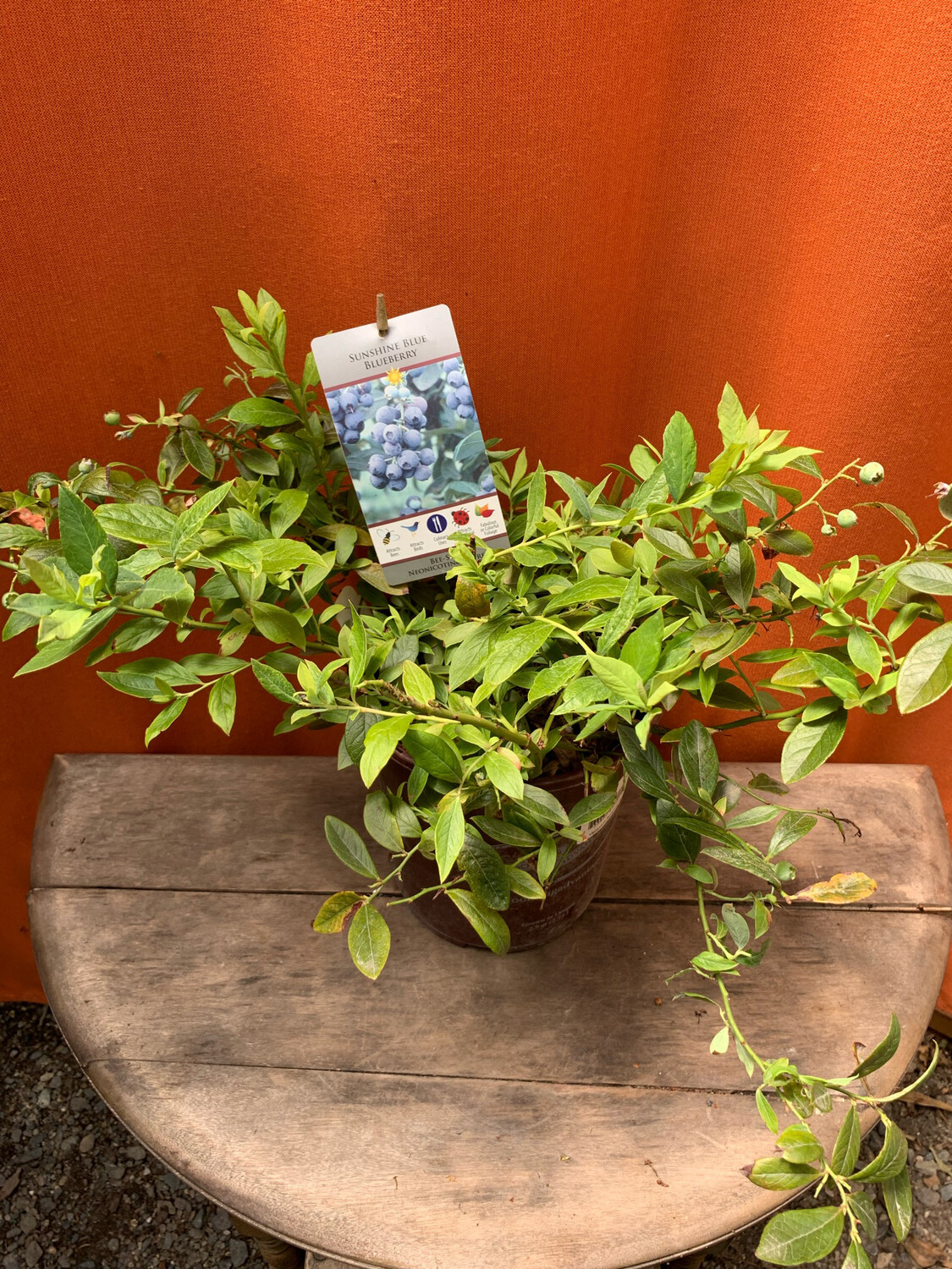 Blueberry - Evergreen, Vaccinium &#39;Sunshine Blue&#39; 1gal