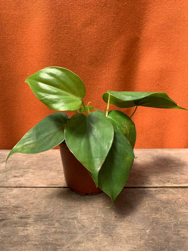 Heartleaf Philodendron, Philodendron cordatum 4&quot;