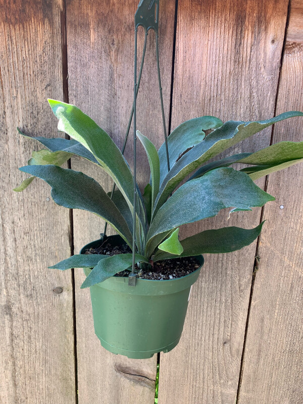 Staghorn Fern, Platycerium bifurcatum 6&quot;