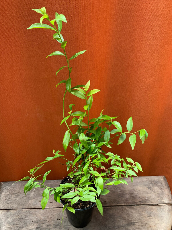 Blueberry, Vaccinium corym. &#39;Pink Lemonade&#39; Qt