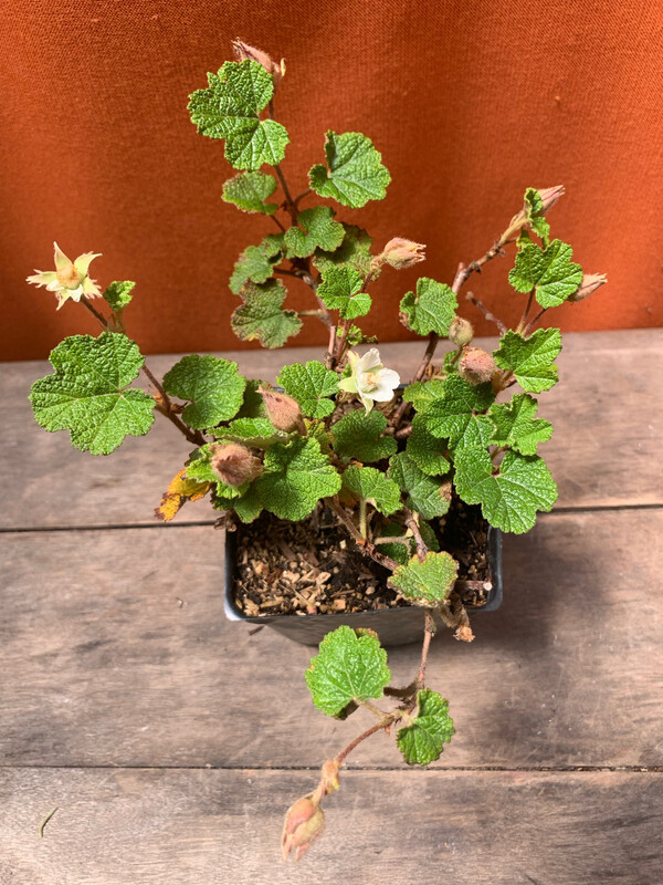 Raspberry - Creeping, Rubus calycinoides &#39;Emerald Carpet&#39; 4&quot;