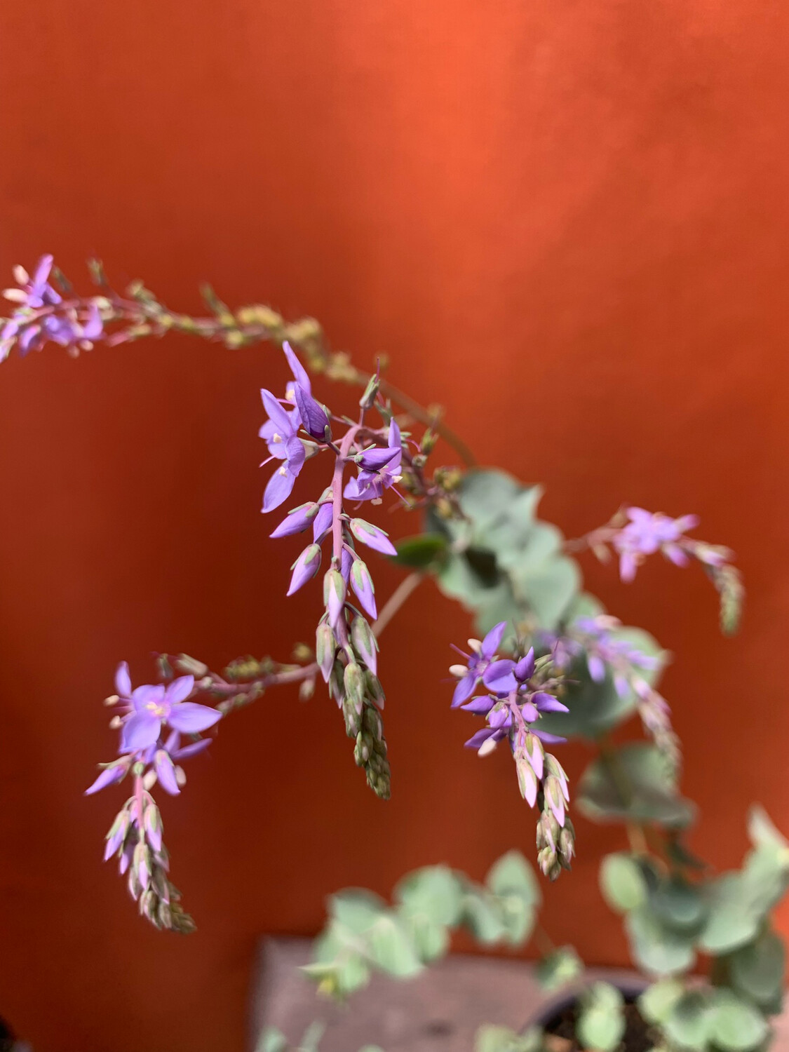 Digger&#39;s Speedwell, Parahebe Perfoliata 1gal