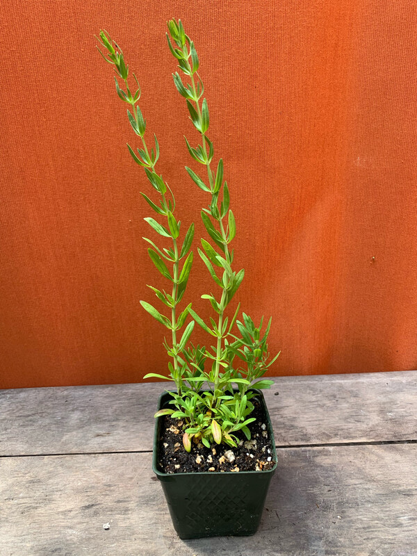 Hyssop, Hyssopus officinalis 4&quot;