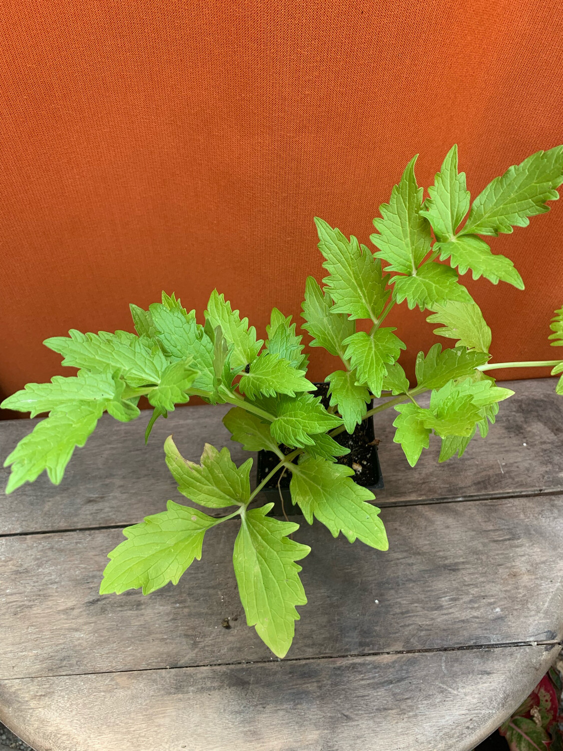 Valerian, Valeriana officinalis 4&quot;