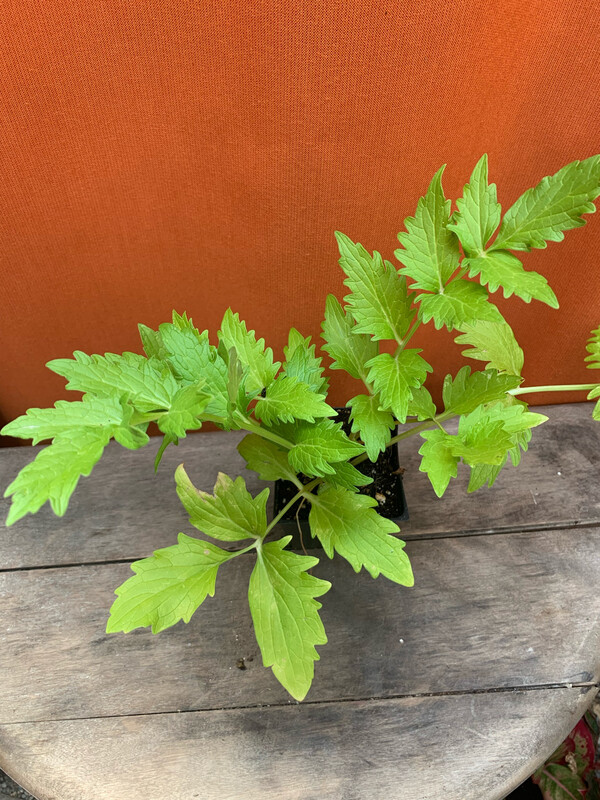 Valerian, Valeriana officinalis 4&quot;
