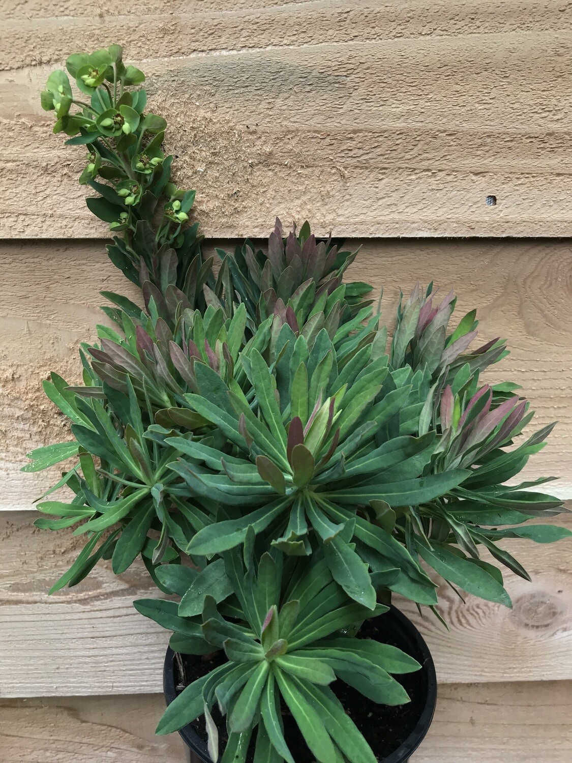 Euphorbia martinii 1gal