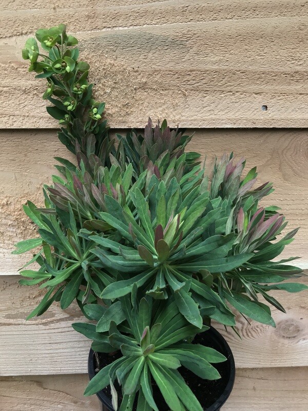 Euphorbia martinii 1gal