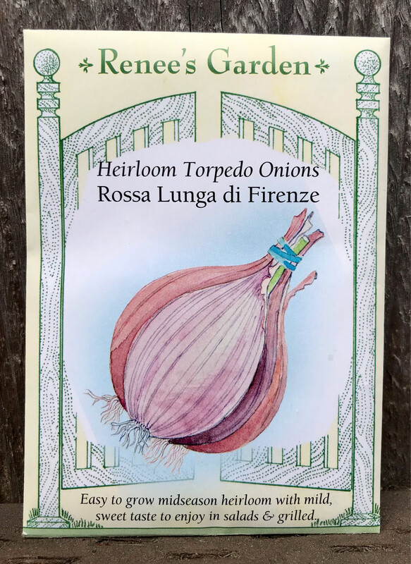 Seeds - Onion Rossa Di Firenze