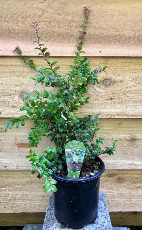 Evergreen Huckleberry, Vaccinium ovatum 1gal