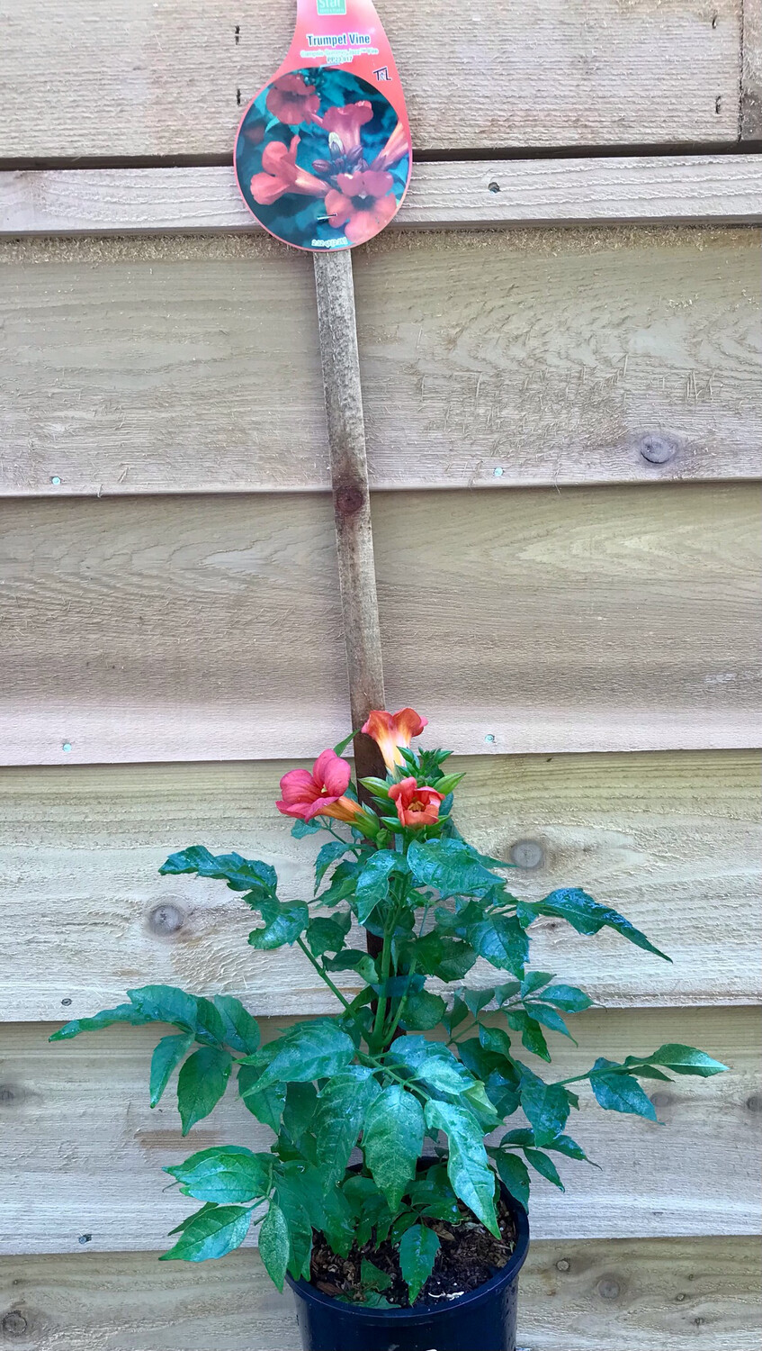 Trumpet Vine, Campsis &#39;Summer Jazz Fire&#39; 1gal