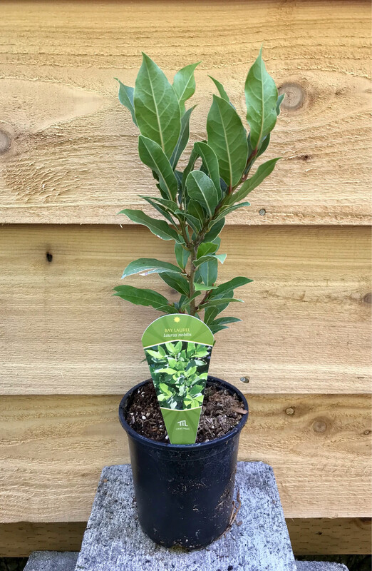 Bay Laurel, Laurus nobilis 1gal