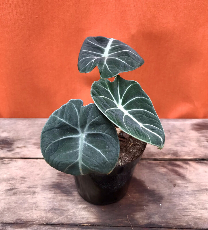 Alocasia Black Velvet, Alocasia Reginula 4&quot;