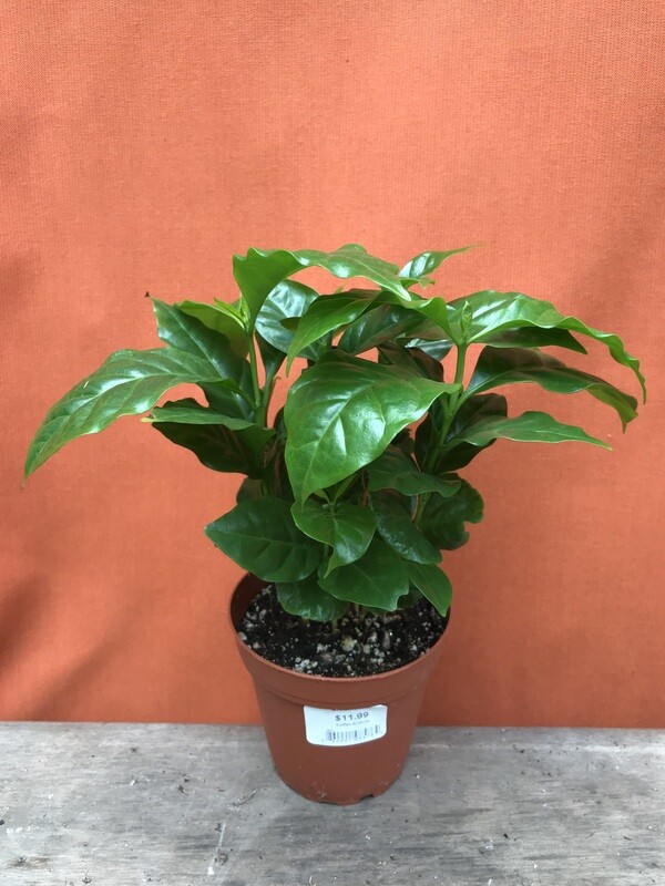 Coffee arabica 4&quot;