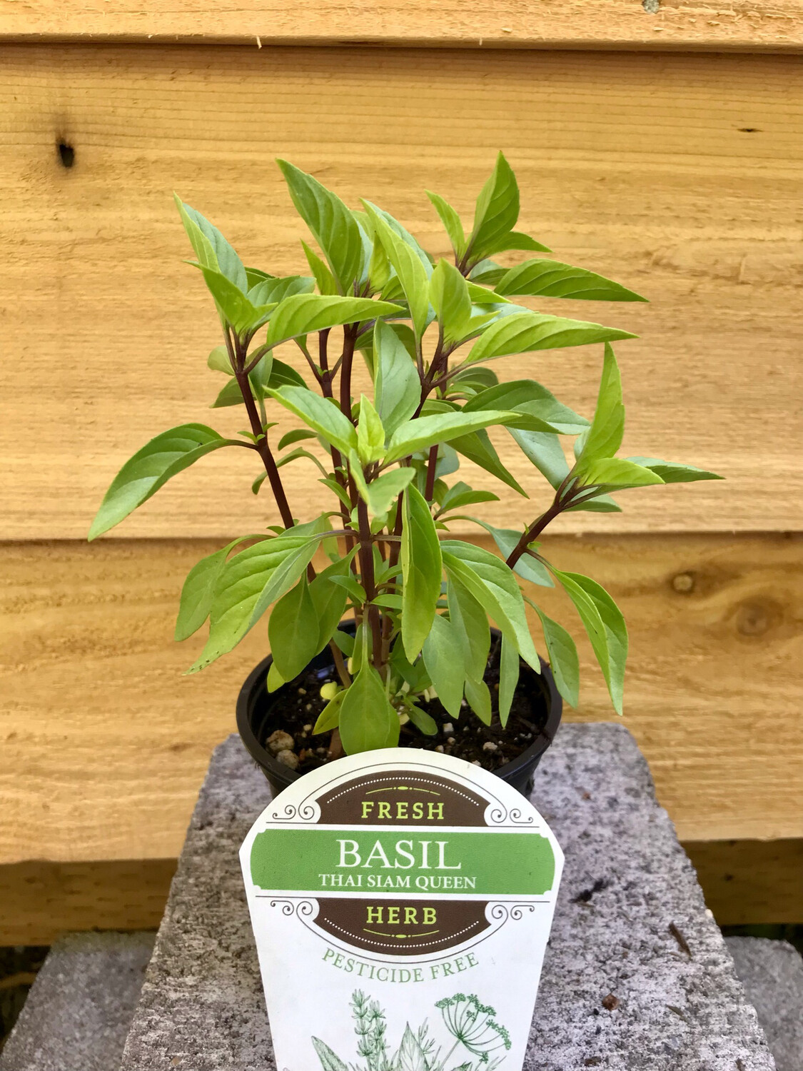 Basil &#39;Thai Siam Queen&#39; 4&quot;