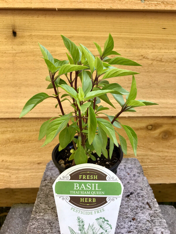 Basil &#39;Thai Siam Queen&#39; 4&quot;