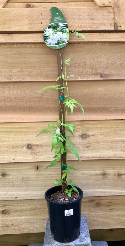 Summer Jasmine, Jasminum off. &#39;Fiona Sunrise&#39; 1gal