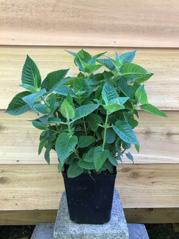 Bee Balm, Monarda &#39;Bee-You Bee Happy&#39; 1gal
