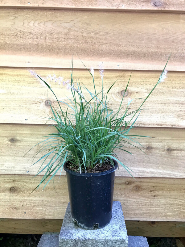Fountain Grass, Pennisetum orientale 1gal