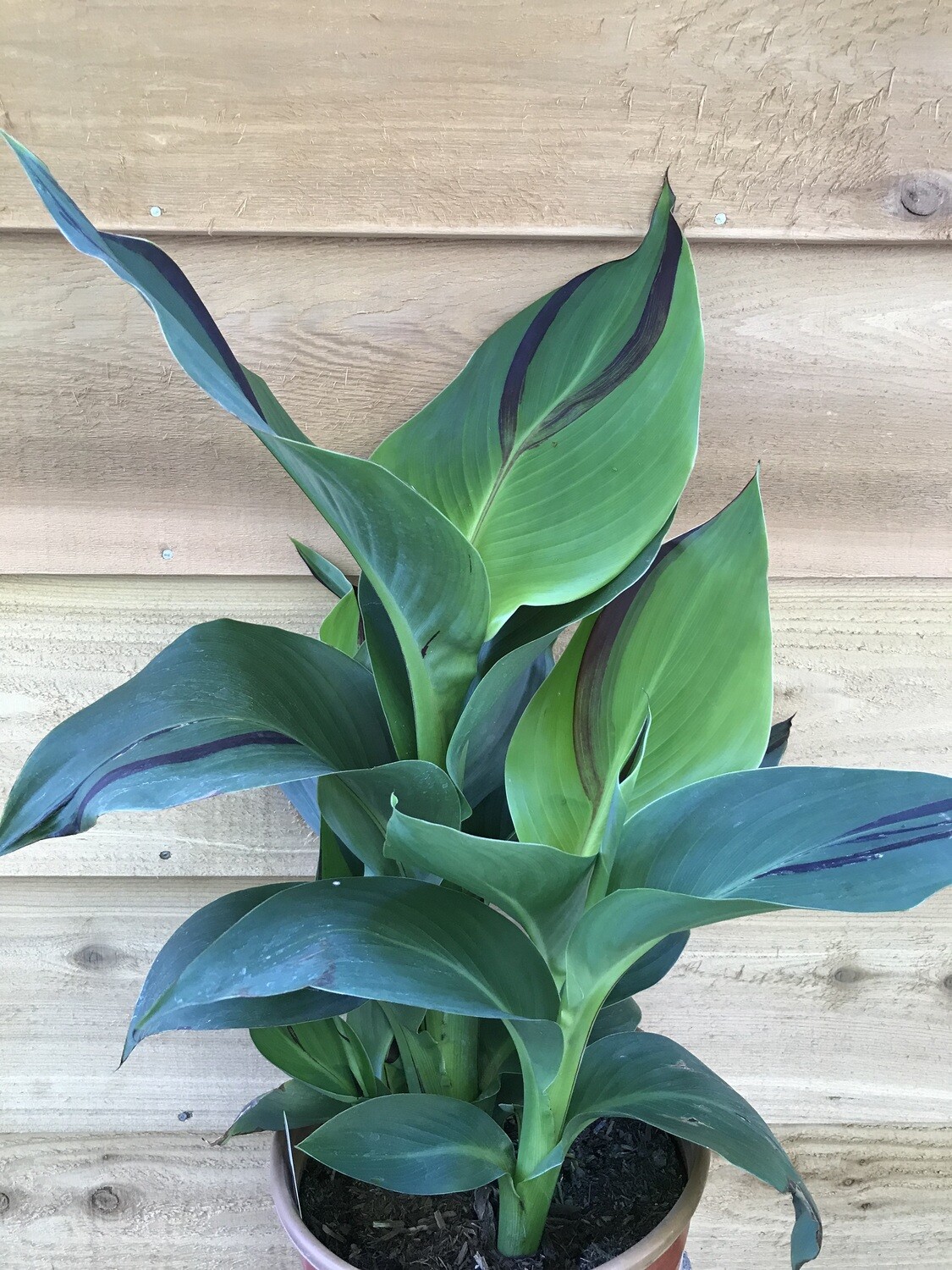 Canna &#39;Cleopatra&#39; 2gal