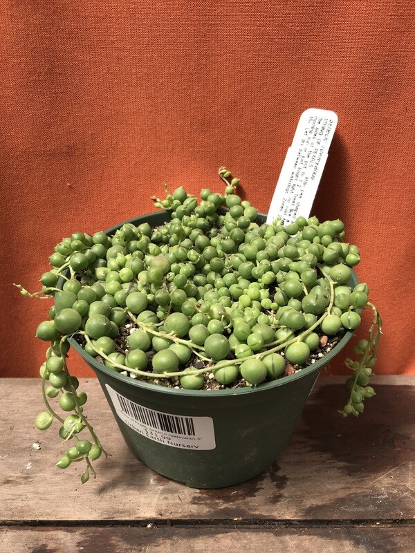 String of Pearls, Senecio rowleyanus 6&quot;