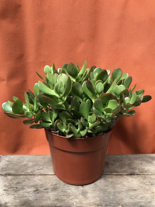 Jade Bush, Crassula ovata 8&quot;