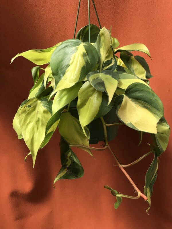Heartleaf Philodendron, Philodendron hederaceum brasil 6&quot;