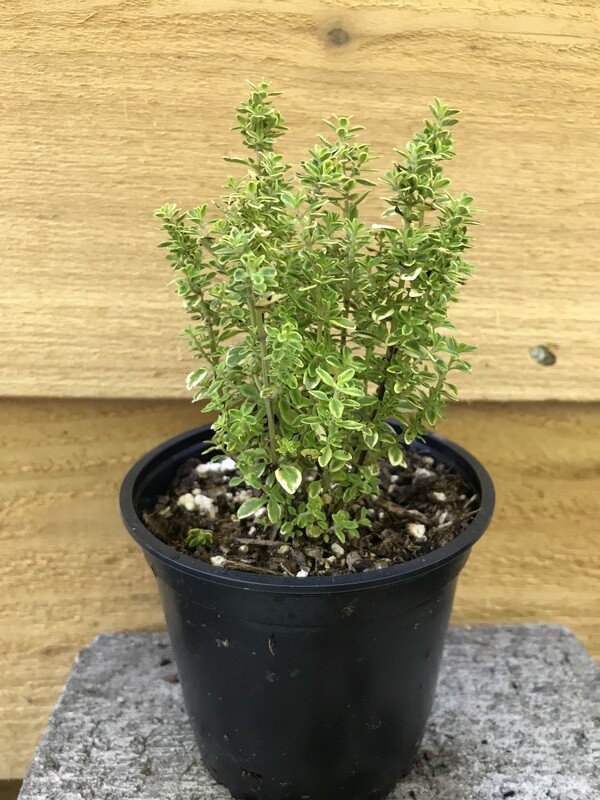Thyme Lemon 4&quot;