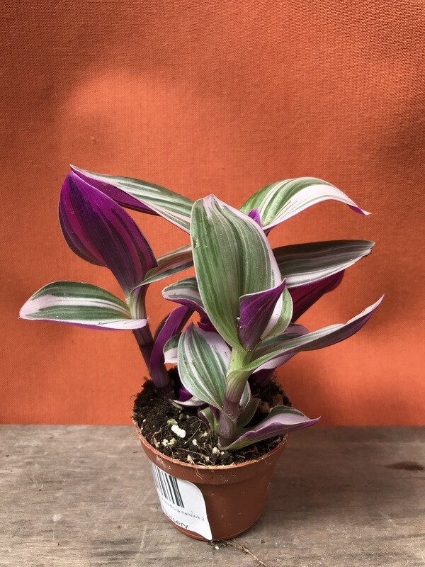 Tradescantia albiflora &#39;Nanouk&#39; 2&quot;