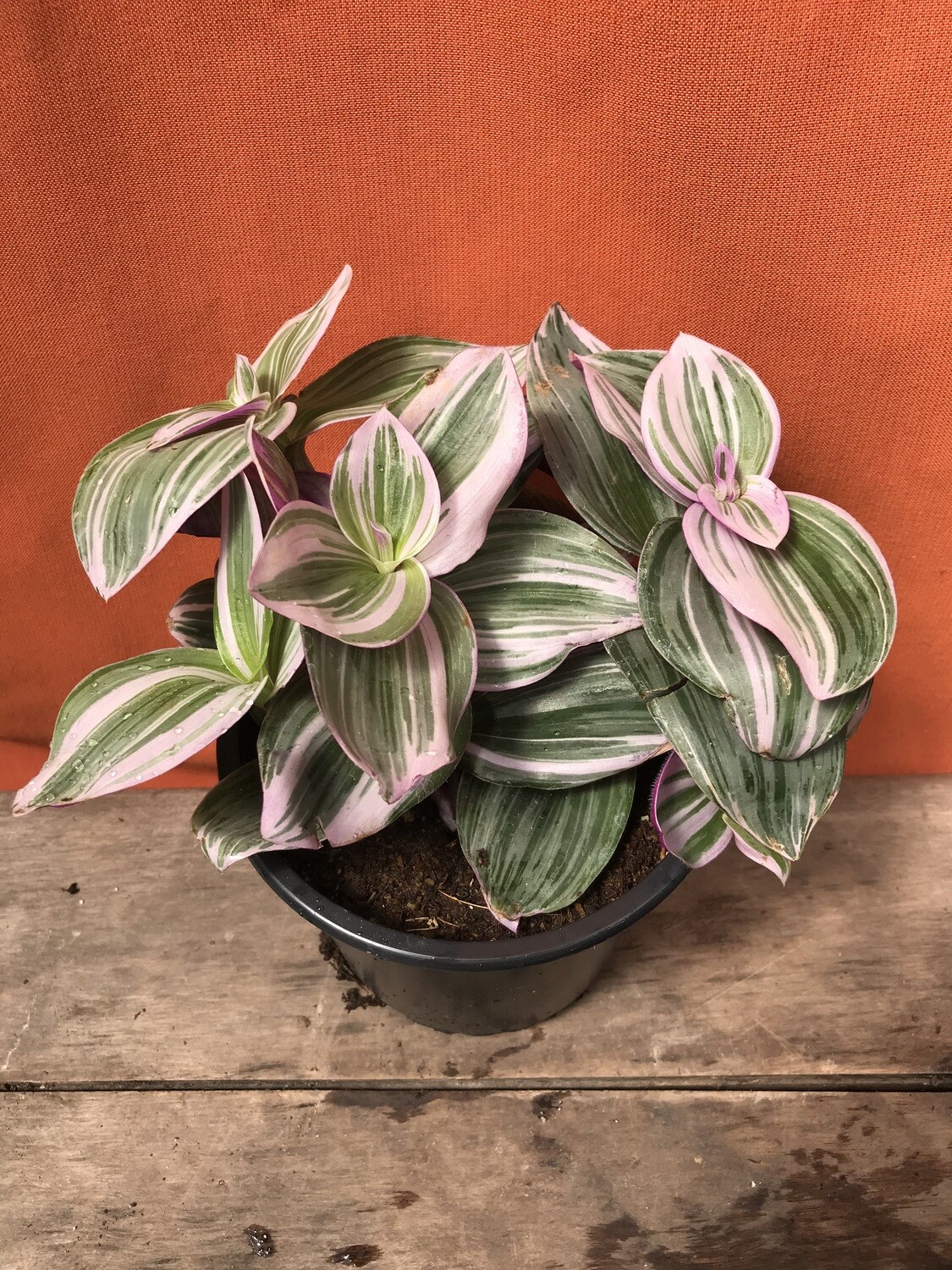Tradescantia albiflora &#39;Nanouk&#39; 6&quot;