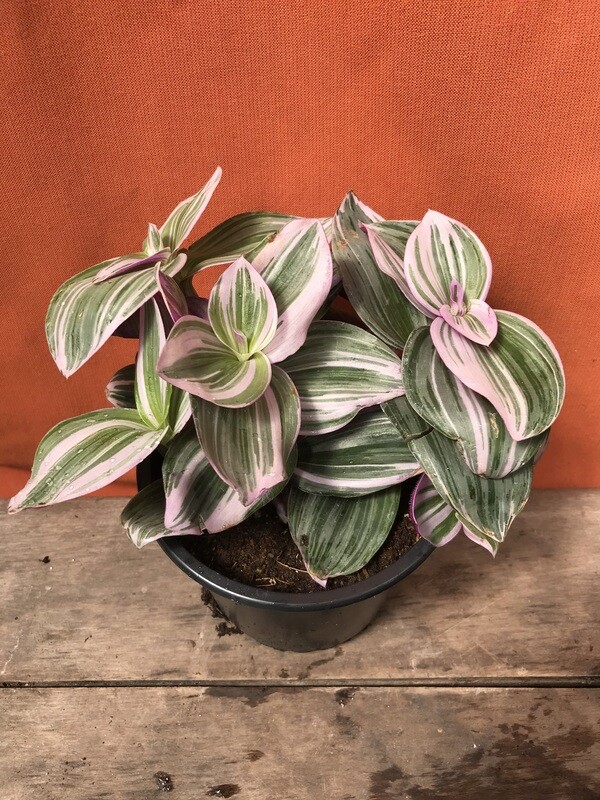 Tradescantia albiflora &#39;Nanouk&#39; 6&quot;