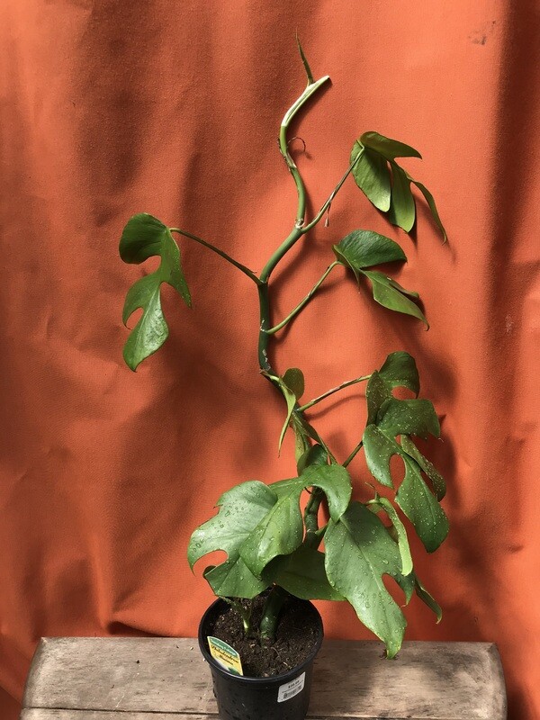Monstera Mini, Rhaphidophora tetrasperma 6&quot;