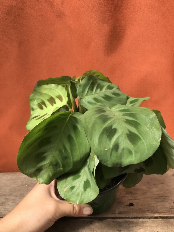 Prayer Plant Green, Maranta leuconeura 4&quot;